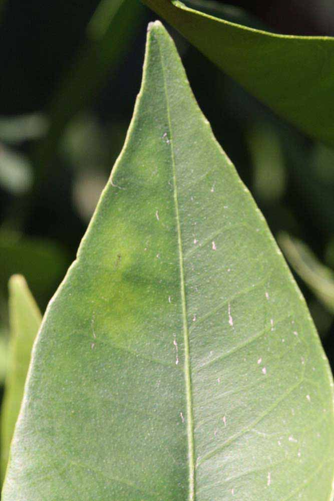              Margin (Riverside, CA)       